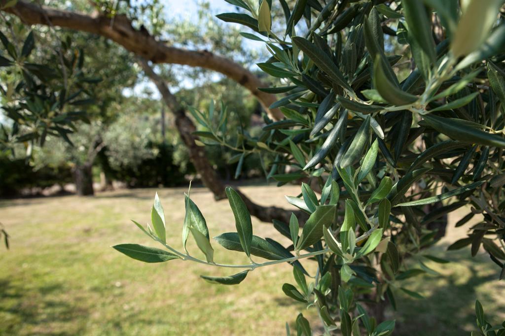 Agriturismo La Molara Сеса Аурунка Екстериор снимка